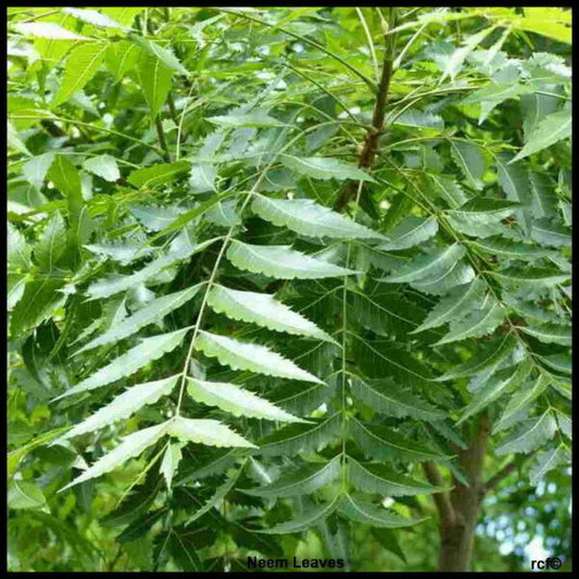 thumbnail 1 - Organic Fresh Neem Leaves / निम पत्ता, Skin Care 50g Encient Herbal Ayurvedic