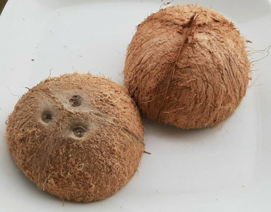 thumbnail 1 - Coconut Mature Dried Fresh Whole With Water  Origin Wild Wrown  2pc Free Postage